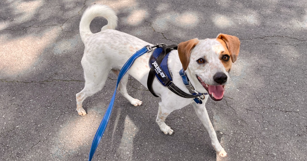 A white dog with solid brown on his ears and one side of his face and brown ticking on his body is wearing a blue harness and attached leash. He is trotting on pavement toward the camera with his mouth open and his eyes soft, looking happy.