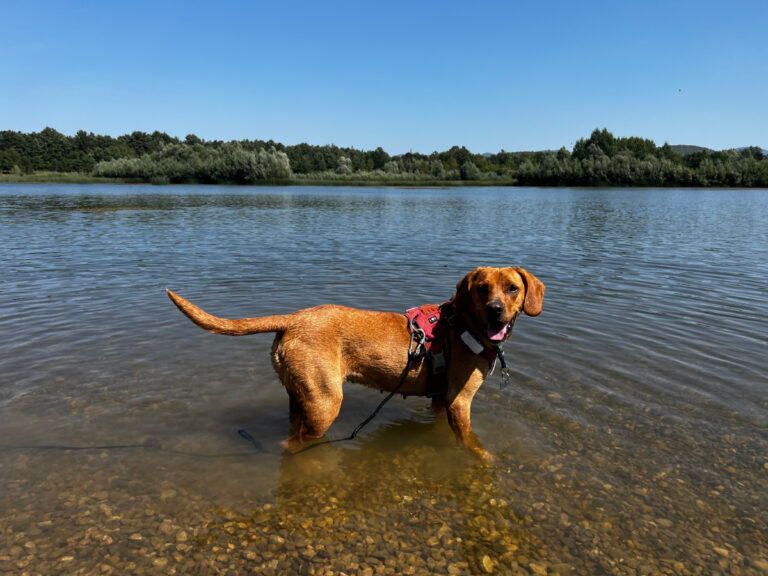 Teaching A Greek Dog to Swim: Hela’s Adventures