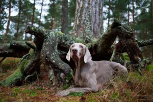 The 12 Most Outdoorsy Dog Breeds