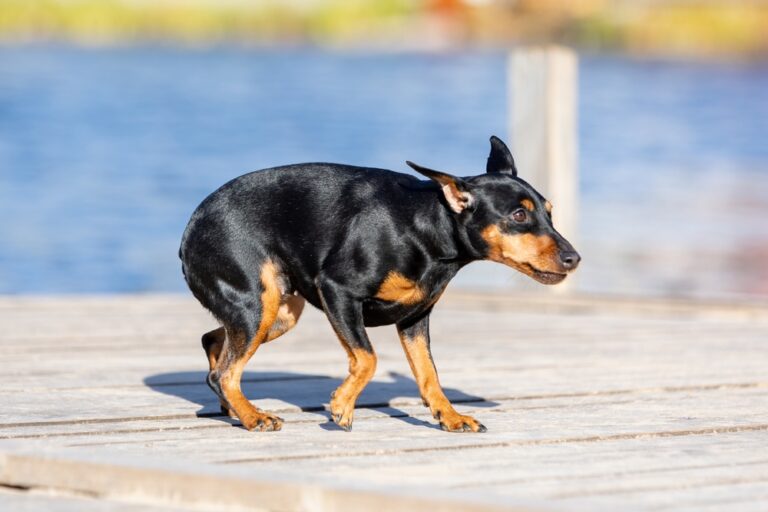 The Four Fear Responses in Dogs: Vet-Verified Dog Behavior
Explanation