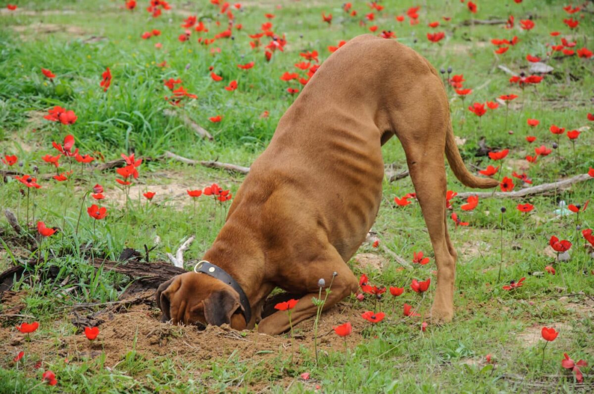 The Secret Reason Dogs Dig Holes in the Yard