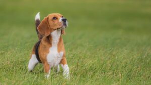 The Truth About Why Some Dogs Are Scared of Plastic
Bags