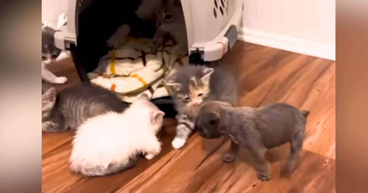 Timid French Bulldog Finds Joy and Confidence After Meeting
Kittens