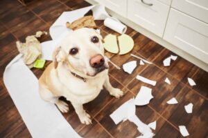 Top 10 Dog Breeds Who Are The Masters Of Mischief