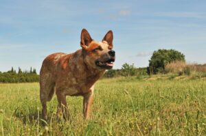 Top 10 Dog Breeds Who Love Living in the Country