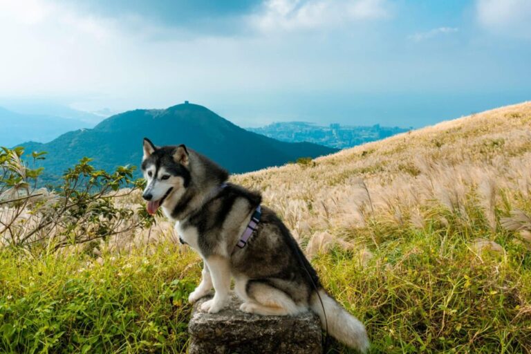 Top 10 Dog Breeds for Nature Enthusiasts