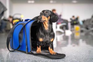 Top 10 Dog Breeds for Travelers