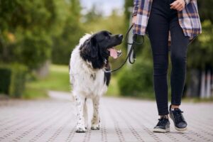 Top 11 Reasons Your Dog Glances Your Way During
Walks