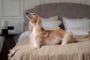 Top 13 Long-Haired Dog Breeds That Love to Be
Brushed