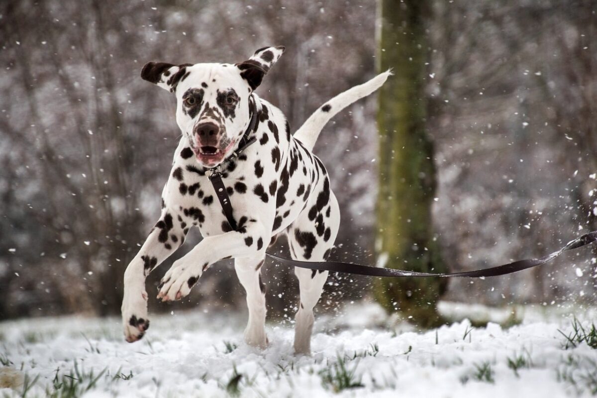 Top 15 Most Energetic Dogs That Love To Run