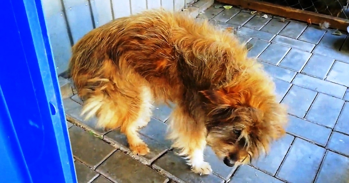 Unwanted “Ugly” Dog Breaks Down In Tears As He Receives
First-Ever Pampering