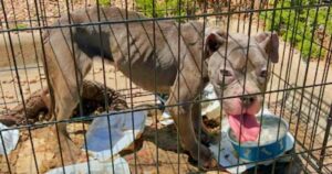 When Deserted Puppy Saw Their Faces, She Was Better Than
Okay