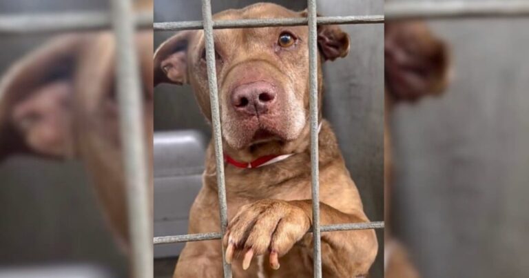 When Staff Learned This Dog Was Put On The List, They Called
Everyone They Knew