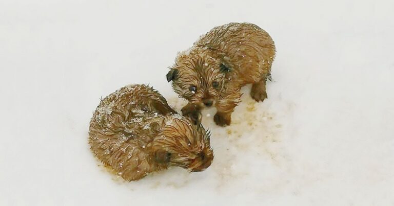 When Walking In -20 Degrees, A Dad And Son Come Across
Shivering Puppies