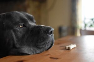 Why Dogs Are The Best Teachers Of Patience