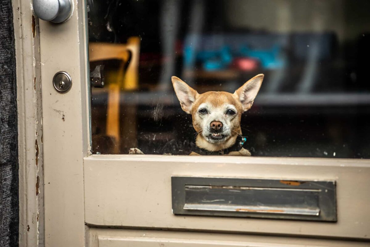 Why Dogs Bark at the Mailman: The Real Story