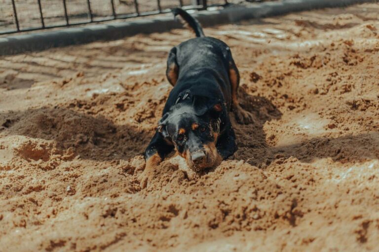 Why Dogs Love Digging: The Fascinating Reason