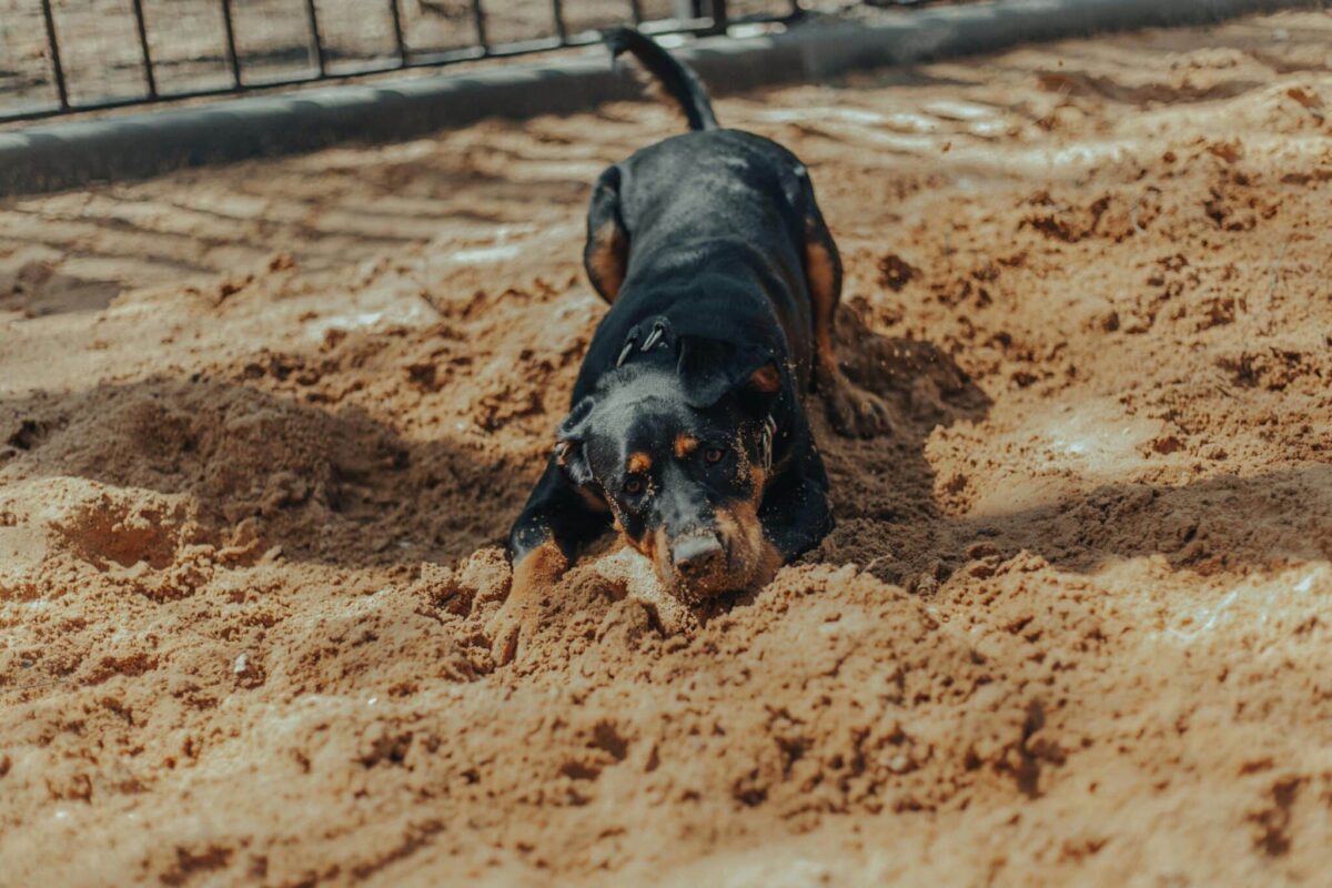 Why Dogs Love Digging: The Fascinating Reason