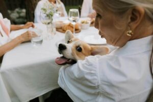 Why Dogs Love to Be Part of Family Gatherings