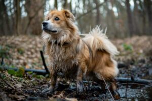 Why Dogs Roll in Smelly Stuff: The Strange Answer