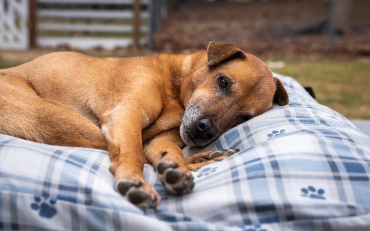 Why Dogs Sometimes Spin Before Sleeping