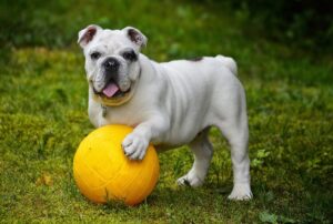 Why Some Dogs Are Obsessed with Balls