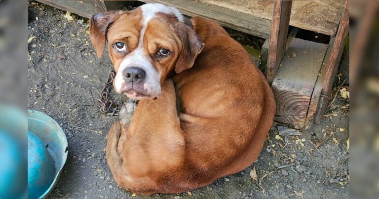 With Bowls Filled With Dust And Their Home Falling Apart,
The Dogs Held On