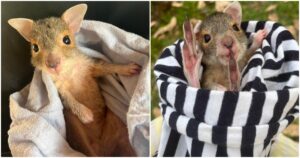 Woman Saves Unidentifiable Baby Animal That Turns Out To Be
A ‘Rare Find’