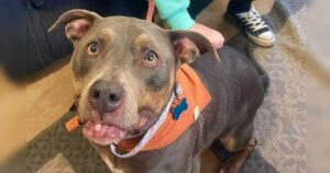 Woman ‘Teary Eyed’ When She Saw Shelter Pup Wearing Her Late
Dog’s Bandana