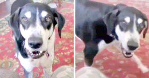 ‘Impatient Dog’ Realizes He Can Talk, And The First Thing He
Asked For Is A Kitten