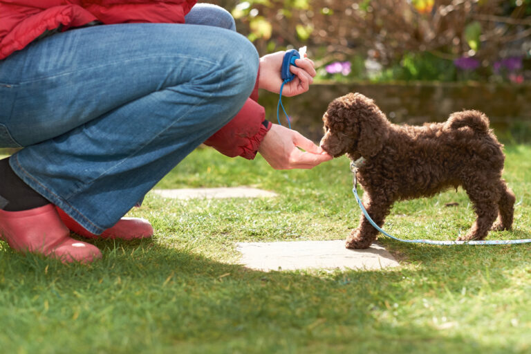 10 Essential Dog-Training Supplies &amp; How to Use
Them