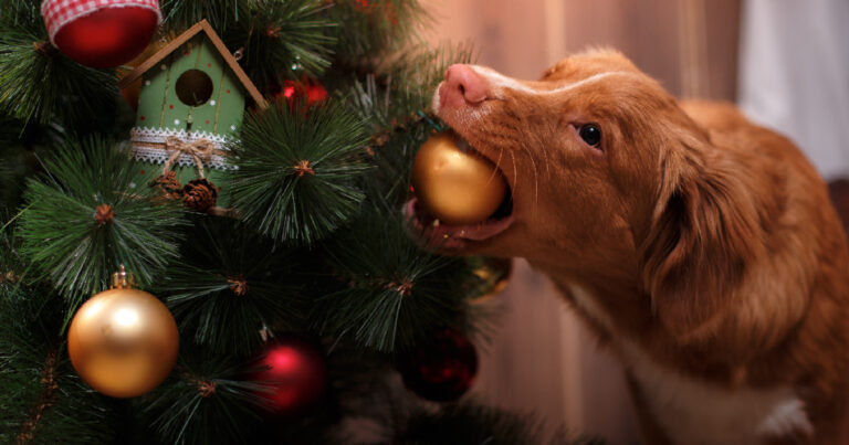 10 Extremely Dangerous Christmas Objects For Dogs