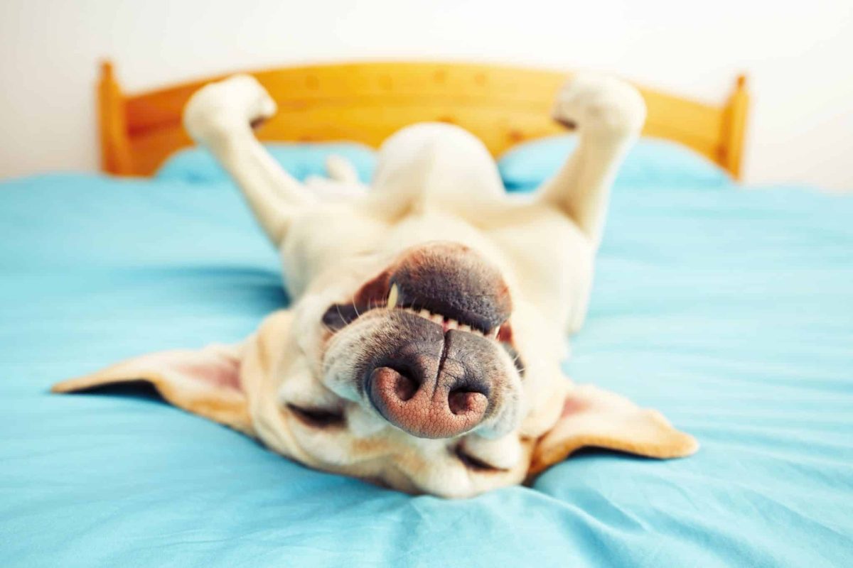 11 Adorable Habits That Show How Dogs Are More Human Than We
Think