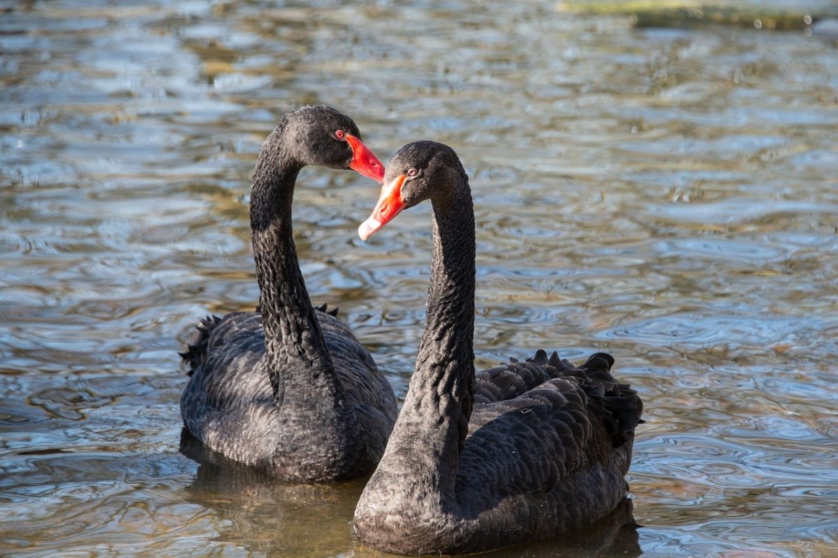 11 Animals With Soulful Emotional Bonds You Won’t
Forget