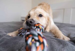 11 Creative And Fun Ways to Keep Your Dog Entertained
Indoors