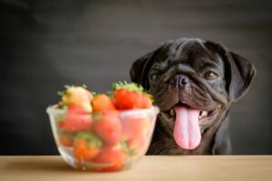 11 Dog Breeds That Live For Mealtime Adventures