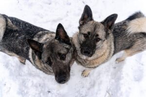 11 Dog Breeds That Love Snow Even More Than Santa
Claus