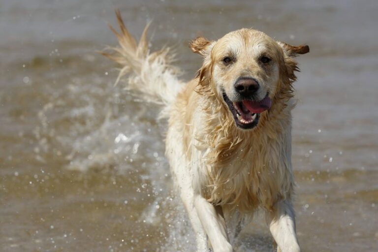 11 Dog Breeds That Were Born To Make A Splash