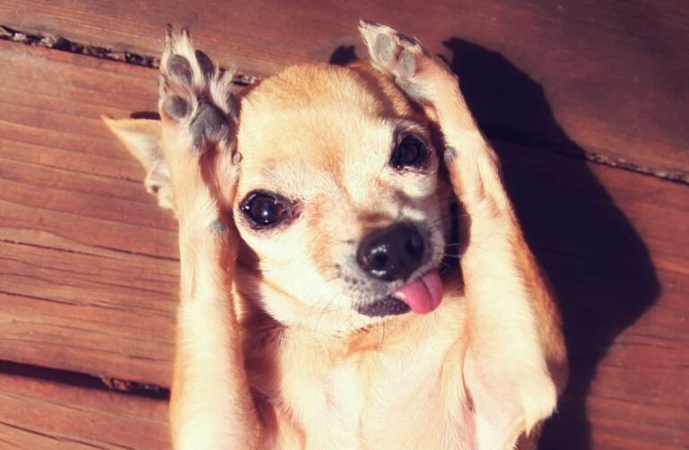 11 Dog Breeds That Will Have You Laughing Like Crazy