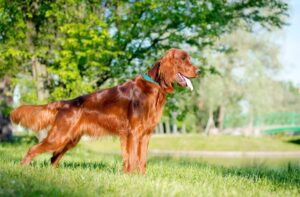 11 Dog Breeds With Gorgeous And Unique Coats You’ll Fall In
Love With