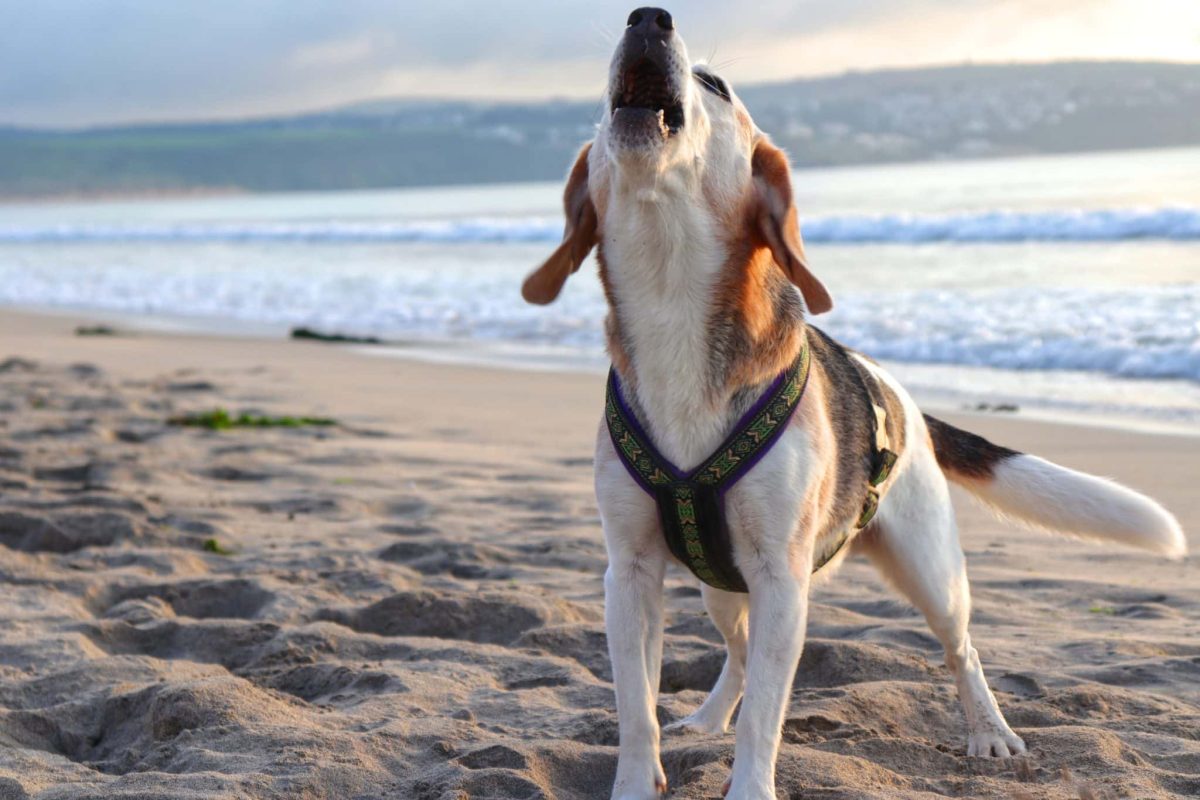 11 Dog Breeds With Unique Howls That Will Make You
Laugh