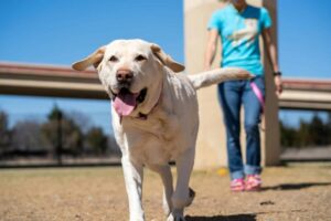 11 Friendly Dog Breeds With a Talent for Making New
Friends