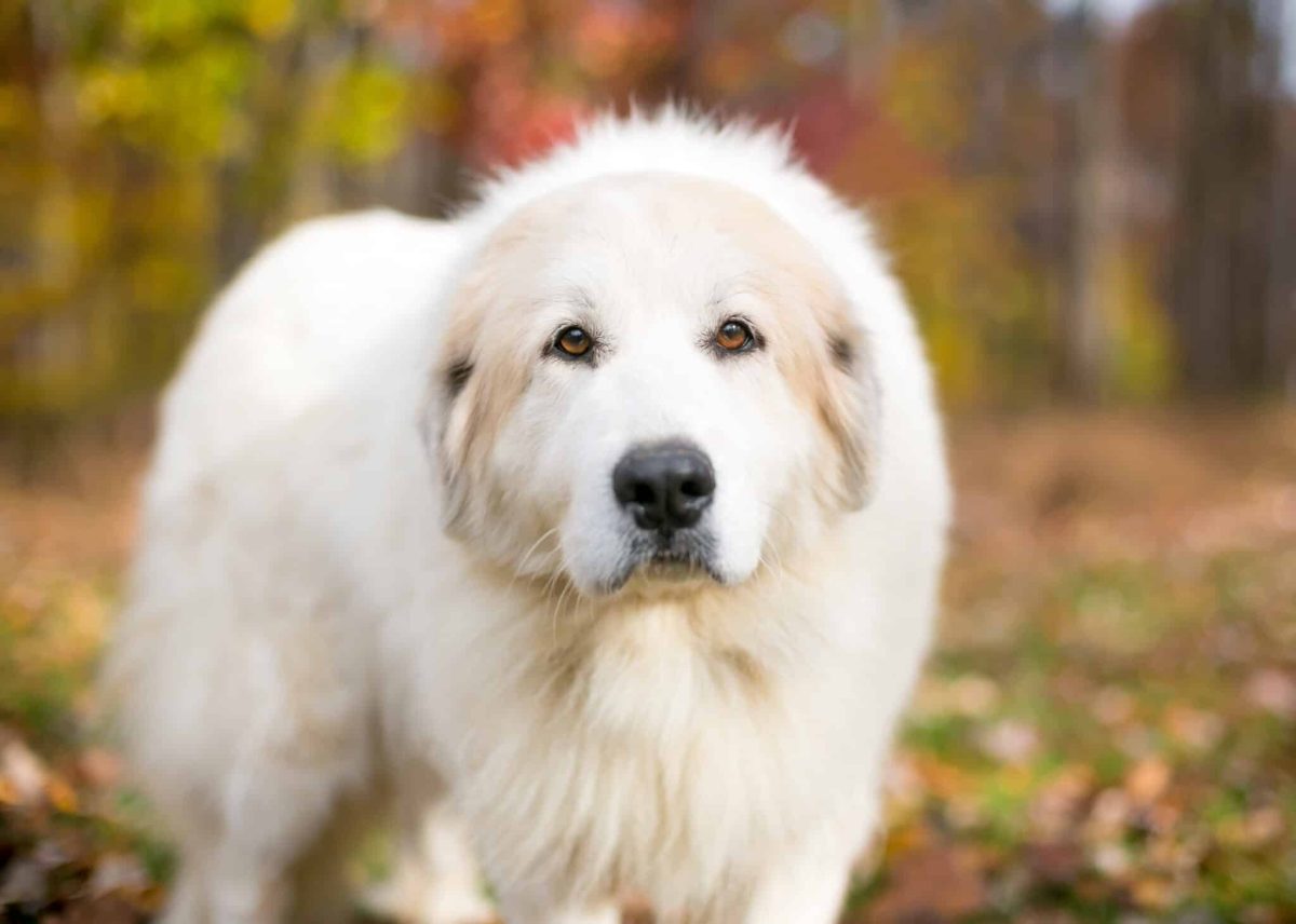 11 Gentle Giant Dog Breeds That Will Win You Over
Instantly