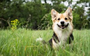 11 Heartwarming Signs Your Dog Is Overflowing With Love and
Loyalty