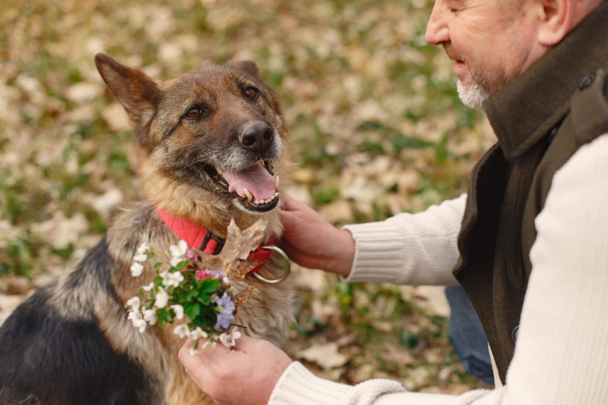 11 Heartwarming Ways Dogs Make the World a Better
Place