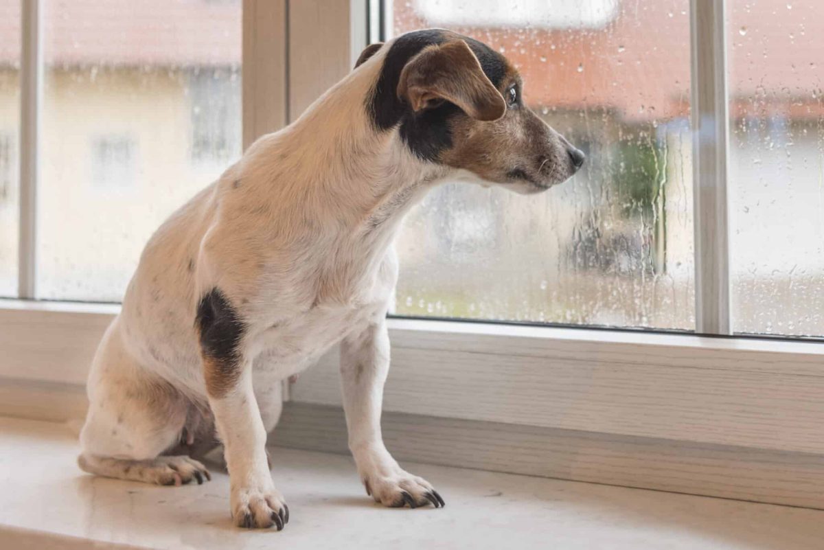 11 Hidden Ways Dogs Quietly Keep Their Families Safe