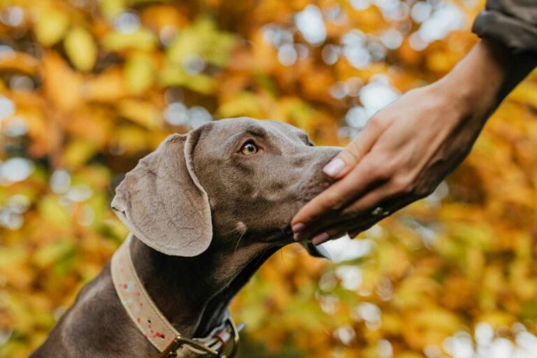 11 Hidden Ways Dogs Sense What Humans Are Feeling