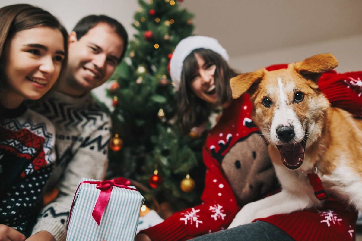 11 Irresistible Reasons To Include Your Dog In Every Holiday
Celebration