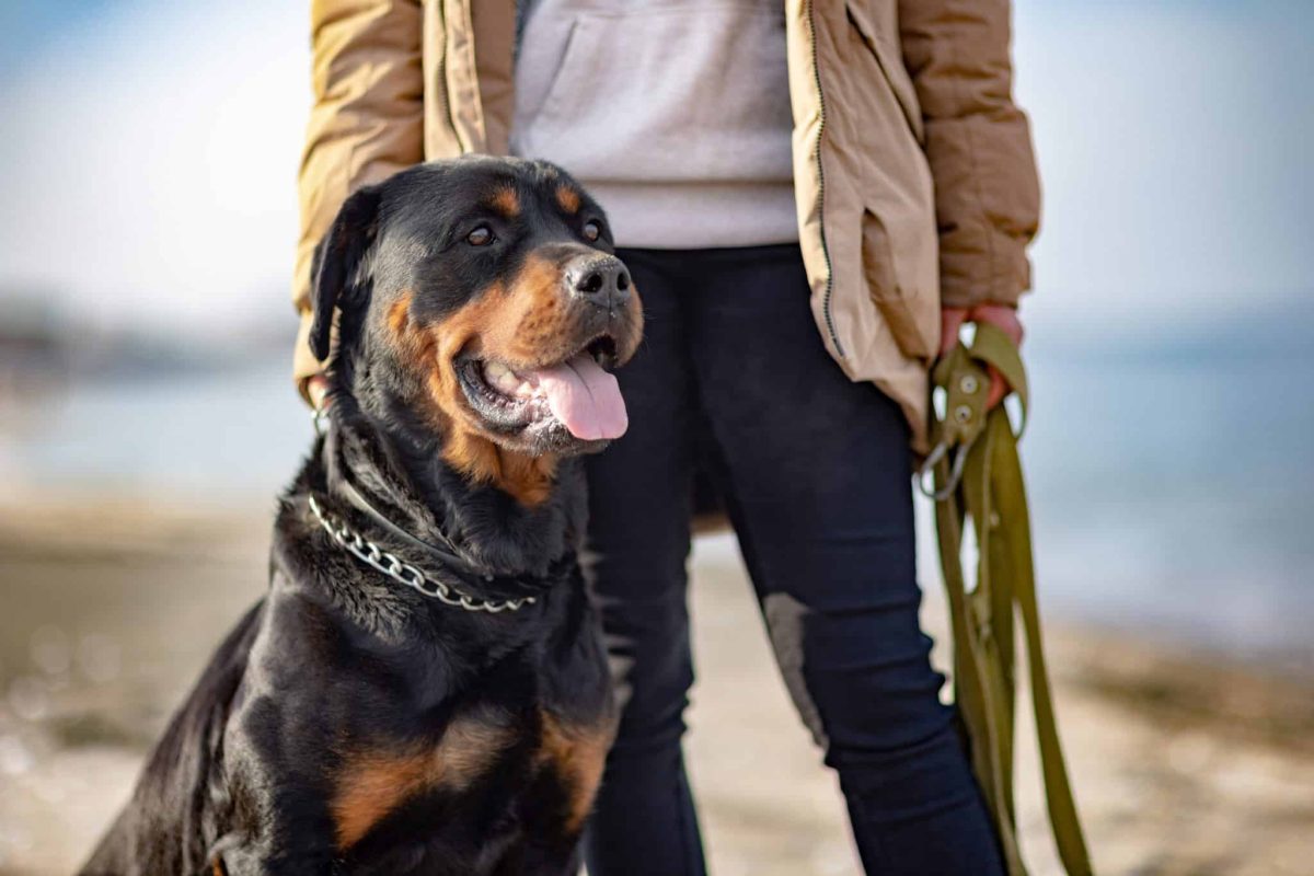 11 Loyal Dog Breeds That Will Stand By You No Matter
What