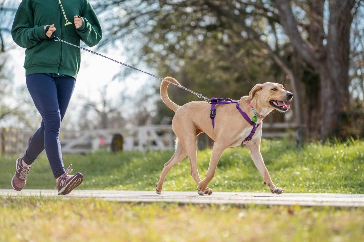 11 Signs Your Dog Is A Natural Leader In Every Pack